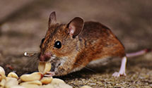 24 Hour & Emergency Exterminators in Stamford, SD